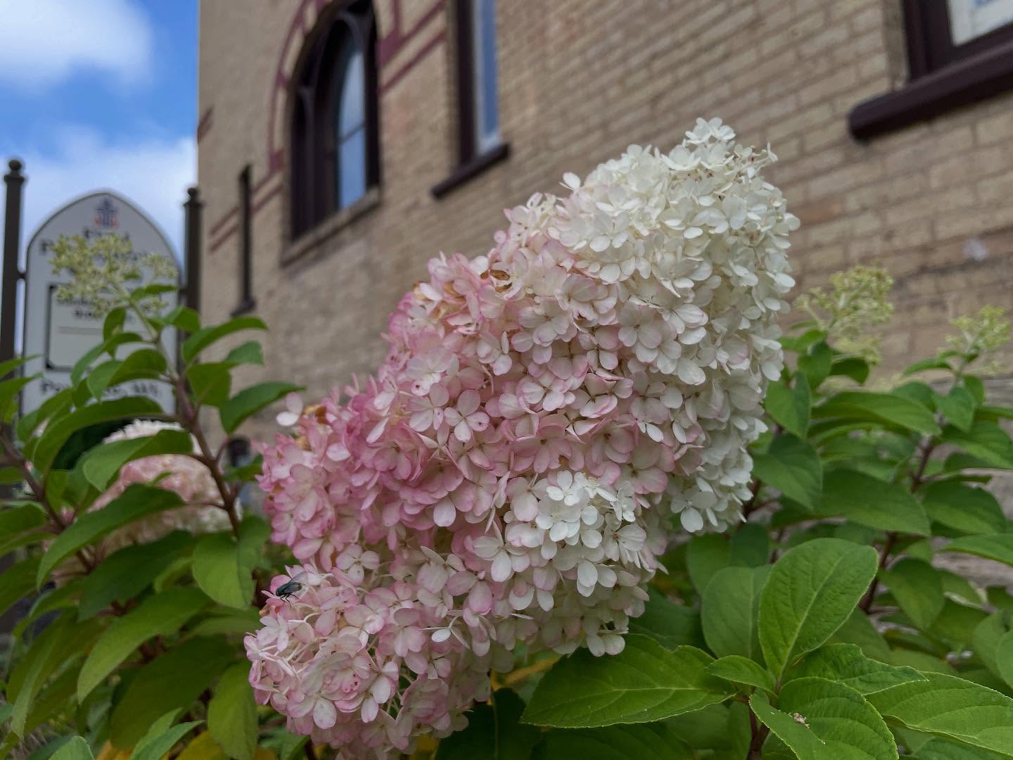 546634033_17889256854346767_6332803639184653813_n - Copy